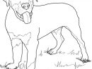 Coloriage - Chiot Rottweiler | Coloriages À Imprimer Gratuits encequiconcerne Coloriage Labrador