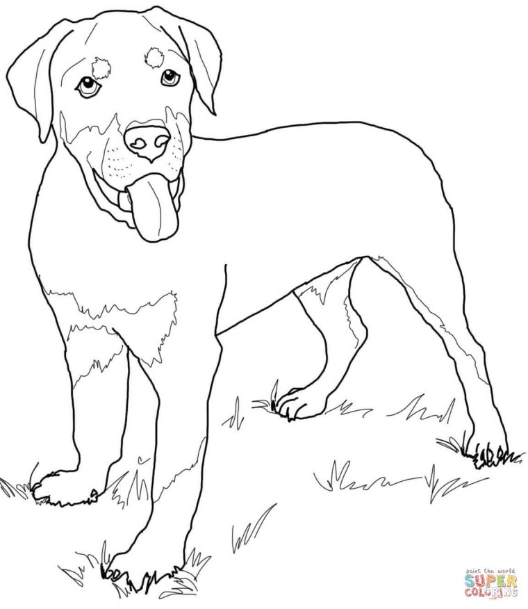 Coloriage – Chiot Rottweiler | Coloriages À Imprimer Gratuits encequiconcerne Coloriage Labrador