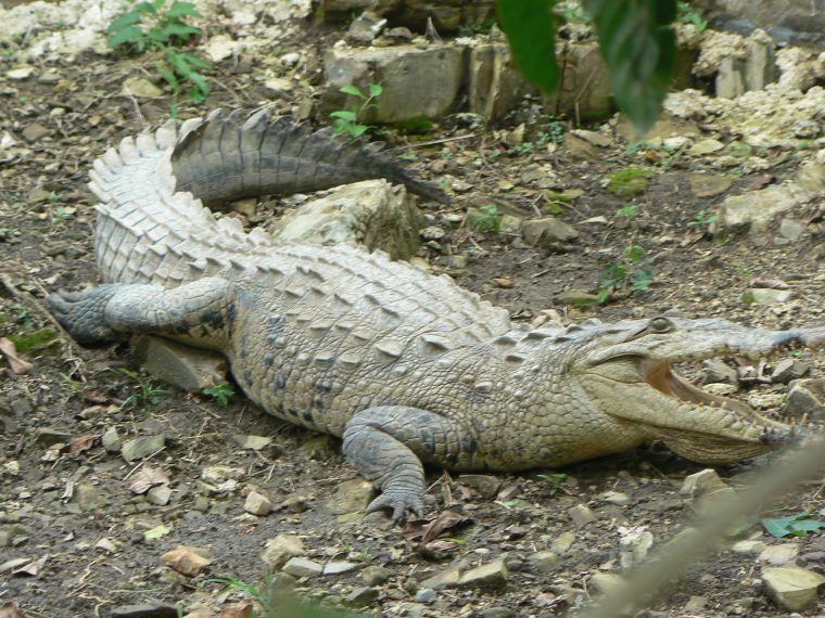 Coloriage Crocodile À Imprimer Et Colorier (With Images tout Photo De Crocodile A Imprimer