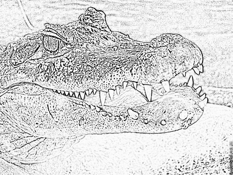 Coloriage Crocodile À Imprimer Pour Les Enfants – Dessin pour Photo De Crocodile A Imprimer