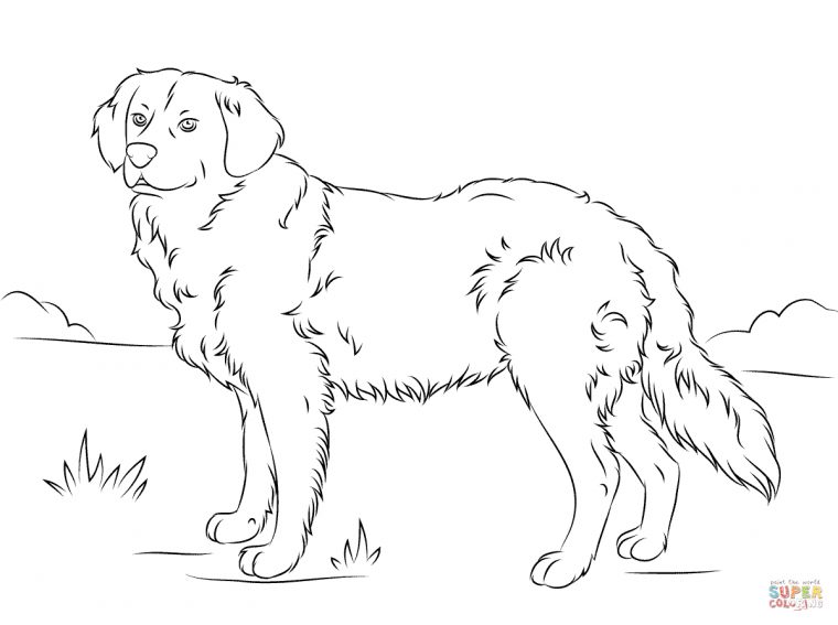 Coloriage – Golden Retriever | Coloriages À Imprimer Gratuits tout Coloriage Labrador
