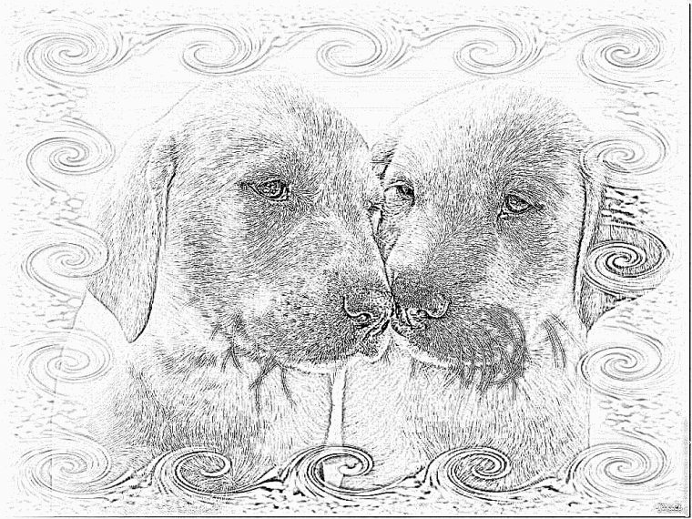 Coloriage Labradors 181108 2 À Imprimer Pour Les Enfants dedans Coloriage Labrador