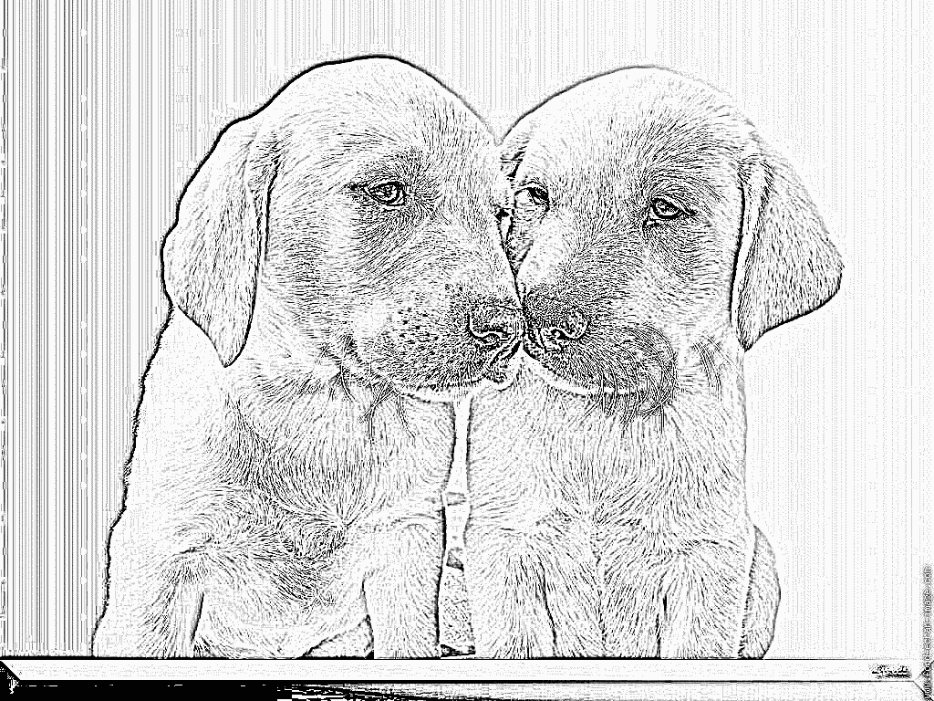 Coloriage Labradors 251108 2 À Imprimer Pour Les Enfants destiné Coloriage Labrador