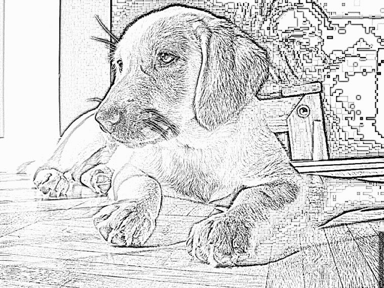 Coloriage Loona À Imprimer Pour Les Enfants – Dessin Chien à Coloriage Labrador