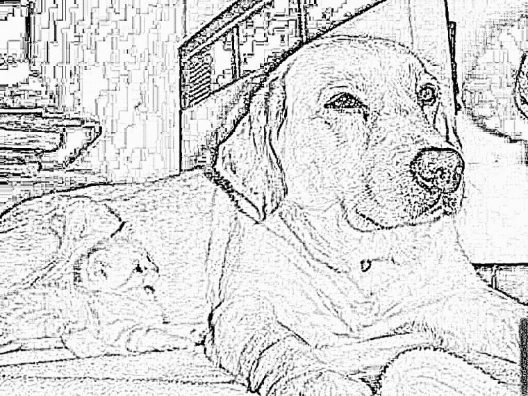 Coloriage Marchal Et Loulou Dorothy À Imprimer Pour Les à Coloriage Labrador