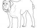 Coloriage - Mastiff | Coloriages À Imprimer Gratuits pour Coloriage Labrador