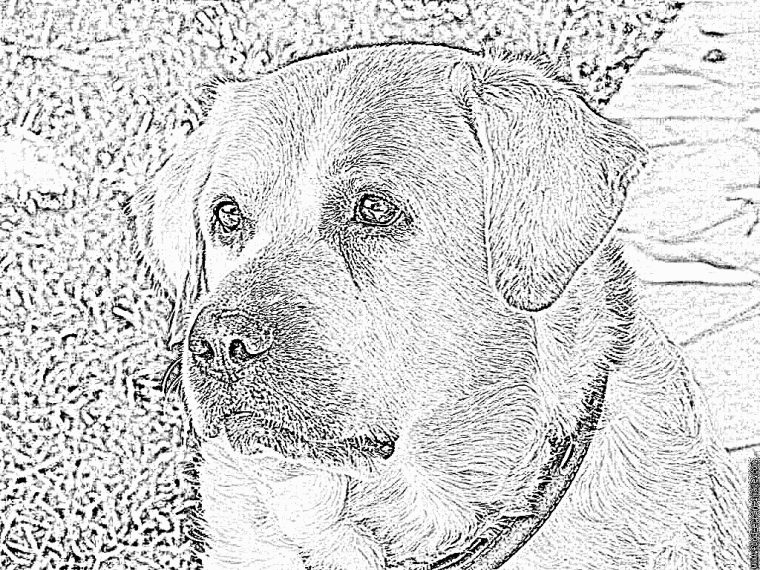 Coloriage Nemo 01 À Imprimer Pour Les Enfants – Dessin Chien à Coloriage Labrador