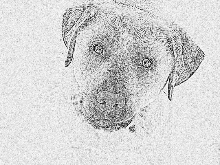 Coloriage P1010087 À Imprimer Pour Les Enfants – Dessin concernant Coloriage Labrador