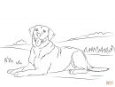 Coloriage - Retriever Du Labrador | Coloriages À Imprimer concernant Coloriage Labrador