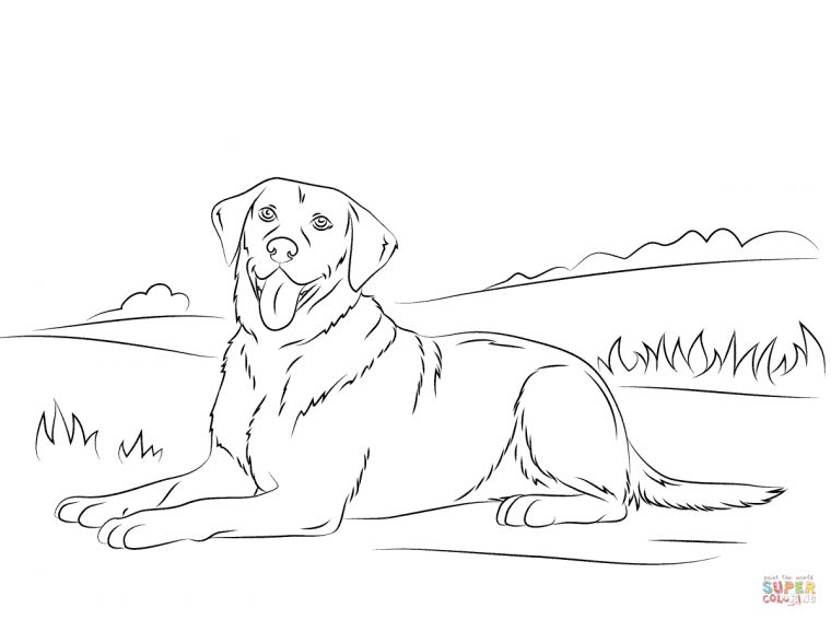 Coloriage – Retriever Du Labrador | Coloriages À Imprimer concernant Coloriage Labrador