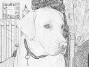 Coloriage Sam Noel 2006 À Imprimer Pour Les Enfants - Dessin encequiconcerne Coloriage Labrador