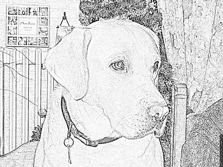 Coloriage Sam Noel 2006 À Imprimer Pour Les Enfants – Dessin encequiconcerne Coloriage Labrador