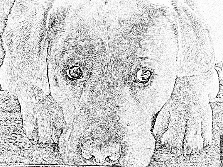 Coloriage San À Imprimer Pour Les Enfants – Dessin Chien concernant Coloriage Labrador