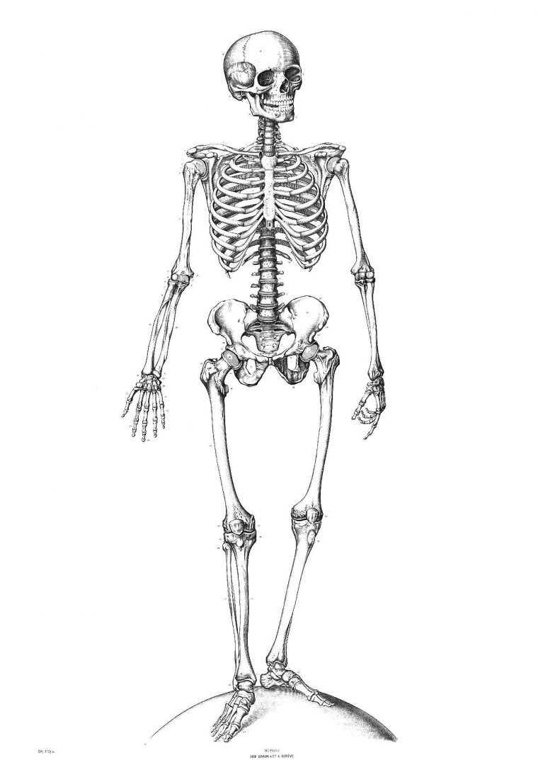 Coloriage Squelette – Coloriages Gratuits À Imprimer à Squelette A Imprimer