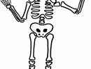Comment Dessiner Un Squelette | Dessin Squelette, Dessin dedans Squelette A Imprimer