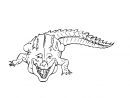 Crocodile #60 (Animaux) – Coloriages À Imprimer pour Photo De Crocodile A Imprimer