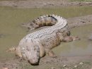 Crocodile Marin — Wikipédia concernant Photo De Crocodile A Imprimer