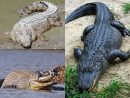 Crocodilia — Wikipédia serapportantà Photo De Crocodile A Imprimer