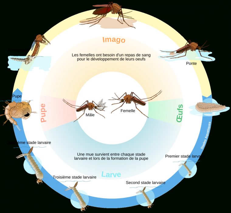 Cycle De Vie De L'insecte — Wikipédia serapportantà Les Noms Des Insectes