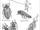 Des Insectes Et Des Hommes (Nord Du Cameroun) pour Les Noms Des Insectes
