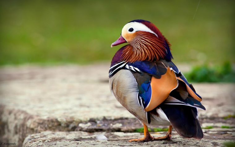 Des Oiseaux – Fond D'écran Et Photos À Télécharger – Série serapportantà Images D Oiseaux Gratuites