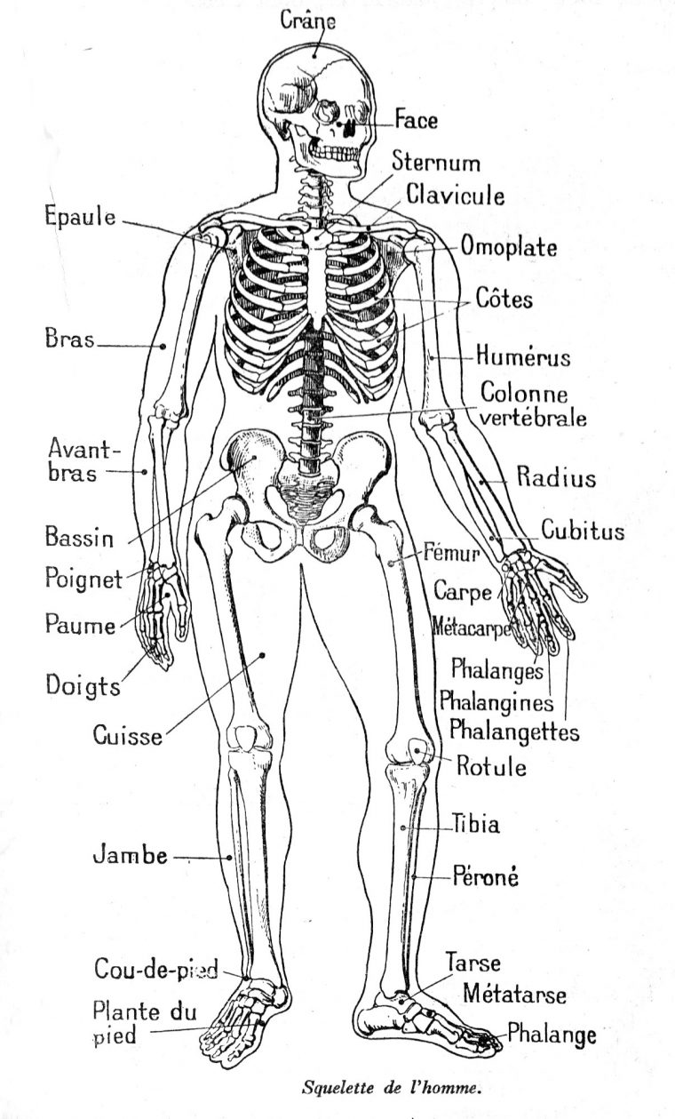 Dessin Anatomie De L Homme : Squelette Homme pour Squelette A Imprimer