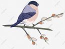 Dessin Animé Petit Oiseau Bleu Illustration Gratuite De pour Images D Oiseaux Gratuites