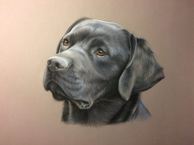 Dessin De Labrador Au Pastel | Dessin Chien, Uages Chien tout Coloriage Labrador