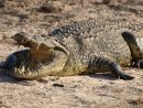 Dessins En Couleurs À Imprimer : Crocodile, Numéro : 684644 encequiconcerne Photo De Crocodile A Imprimer