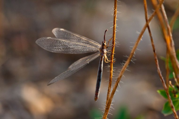 Deux Insectes Volants – Fabrice Camp Photographie concernant Les Noms Des Insectes