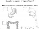 Ecole Élémre De Marnaz - Sciences Cm2 / La Digestion intérieur Leçon Respiration Cm1
