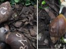 Elevage D'escargot Au Bénin : Un Secteur D'avenir | Le Blog concernant Elevage Escargot