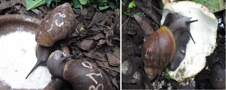 Elevage D'escargot Au Bénin : Un Secteur D'avenir | Le Blog concernant Elevage Escargot