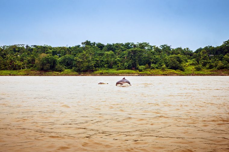 En Immersion Au Cœur De L'amazonie Colombienne – Rendez-Vous à Dauphin Amazonie