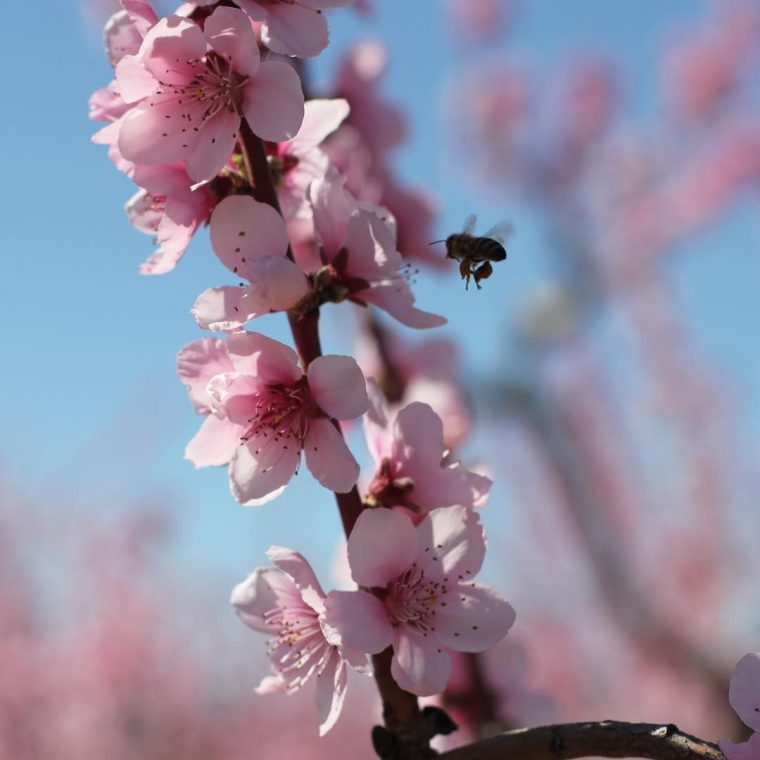 Épinglé Sur La Vie Au Rucher – Une Ruche En Provence intérieur Fleur Qui Pousse Au Printemps