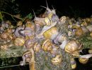 Escargots D'élevage Versus Escargots Sauvages – Le Gastéropote encequiconcerne Elevage Escargot