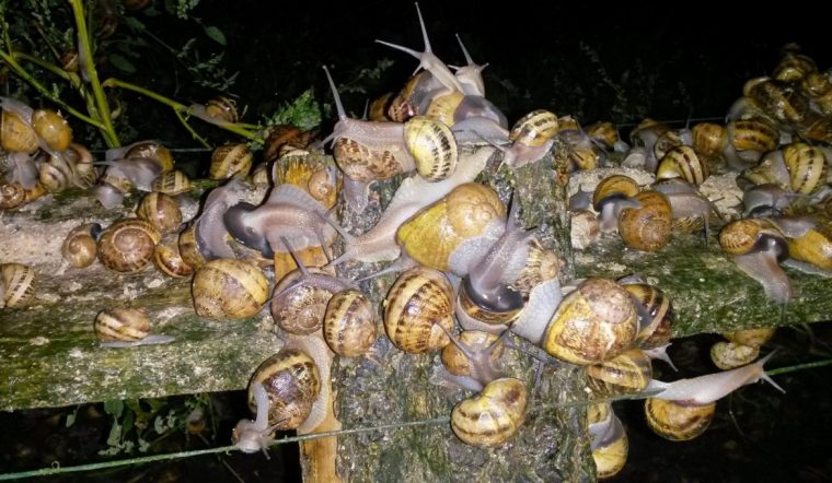 Escargots D'élevage Versus Escargots Sauvages – Le Gastéropote encequiconcerne Elevage Escargot