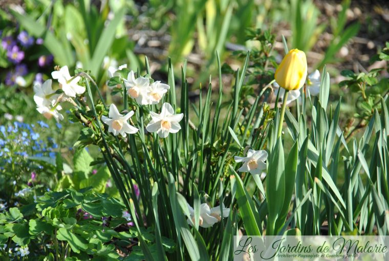🌻 Fleurs Jaunes Du Début Du Printemps – Les Jardins De Malorie serapportantà Fleur Qui Pousse Au Printemps