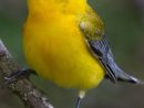 Fantastique Gratuit Petit Oiseau Populaire In 2020 | Pet à Images D Oiseaux Gratuites