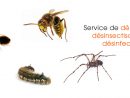 Fiches Descriptives Sur Les Insectes Nuisibles - encequiconcerne Les Noms Des Insectes