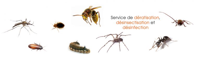 Fiches Descriptives Sur Les Insectes Nuisibles – encequiconcerne Les Noms Des Insectes