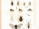 Fichier:amyot C.j.b.1843 Histoire Naturelle Des Insectes avec Les Noms Des Insectes