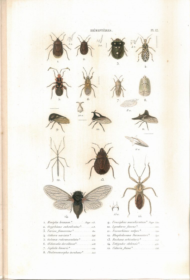 Fichier:amyot C.j.b.1843 Histoire Naturelle Des Insectes avec Les Noms Des Insectes