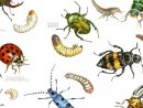 Fini Le Gaspillage Grâce Aux Insectes - Globalgoodness concernant Les Noms Des Insectes