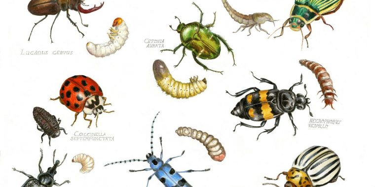 Fini Le Gaspillage Grâce Aux Insectes – Globalgoodness concernant Les Noms Des Insectes