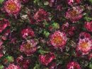 Fleur De Nuit - Rose/fuchsia Fabric | Le Poème De Fleurs | Designers Guild avec Poeme Les Fleurs