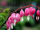 Fleur De Printemps : La Liste Des 30 Plus Belles Fleurs À tout Fleur Qui Pousse Au Printemps