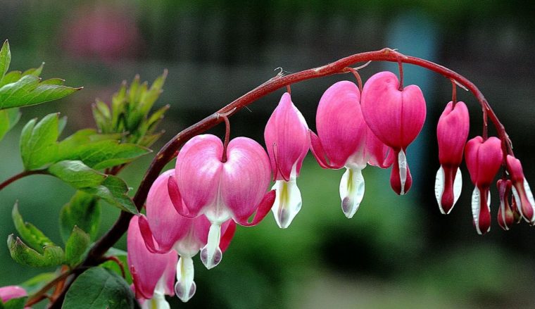 Fleur De Printemps : La Liste Des 30 Plus Belles Fleurs À tout Fleur Qui Pousse Au Printemps