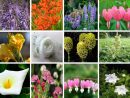 Fleurs D'été : La Liste Des 30 Plus Belles Variétés De tout Fleur Qui Pousse Au Printemps