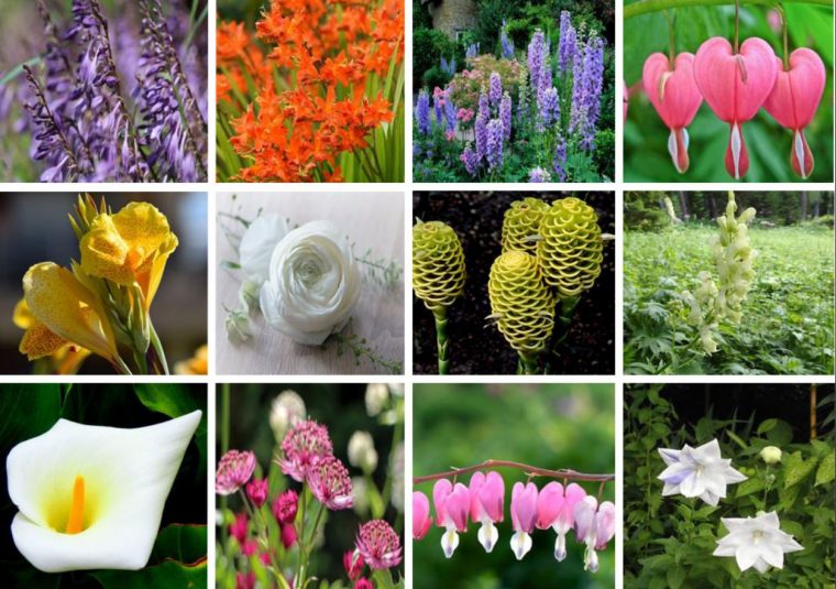 Fleurs D'été : La Liste Des 30 Plus Belles Variétés De tout Fleur Qui Pousse Au Printemps